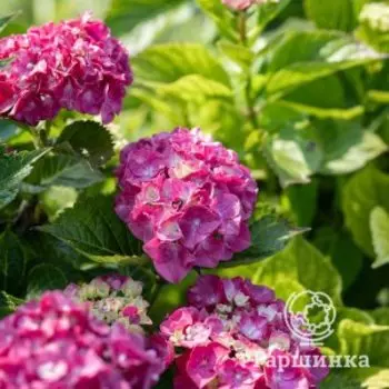 Гортензия Сибилла/Мася крупнолистная (макрофила)