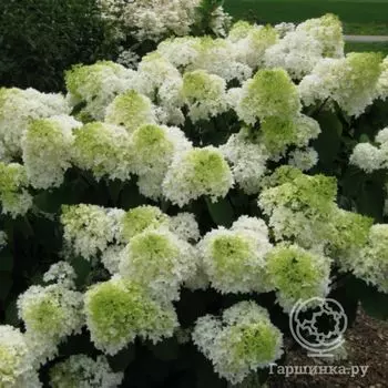 Гортензия Сильвер Доллар