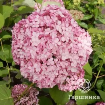 Гортензия Стэнд Ап Пинк древовидная