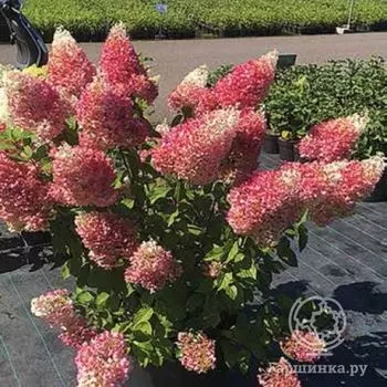 Гортензия Строуберри Блоссом