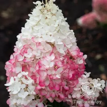 Гортензия Строуберри Блоссом