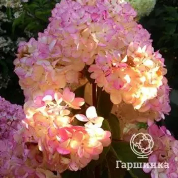 Гортензия Ванила Фрайз метельчатая
