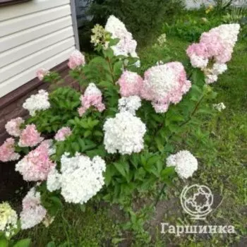 Гортензия Ванила Фрайз метельчатая