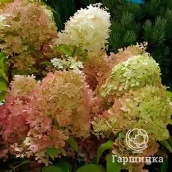 Гортензия Жемчужина Фестиваля метельчатая