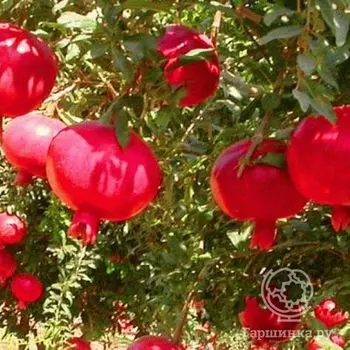 Гранат обыкновенный