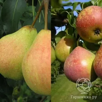 Груша 2 в 1: ЛюбимицаЯковлева/Мраморная