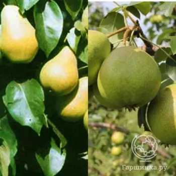 Груша 2 в 1: Осенняя Яковлева/Чижовская