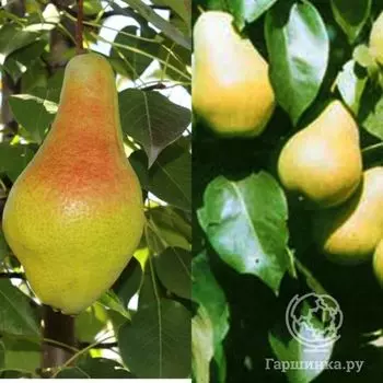 Груша 2 в 1: Яковлевская/Чижовская