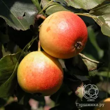 Груша Дюймовочка