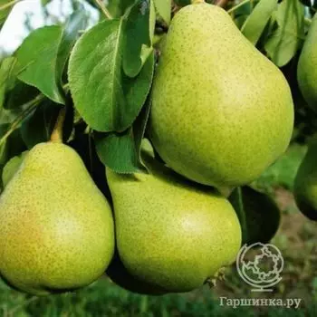 Груша Гвидон