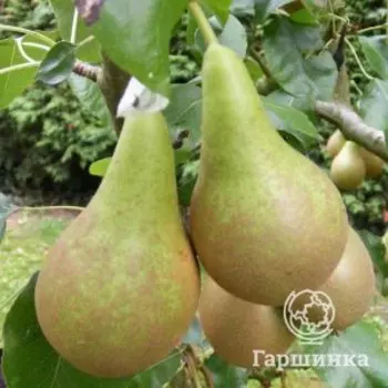 Груша Конференция обыкновенная