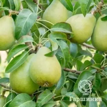 Груша Кристина