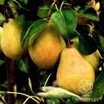 Груша Купава