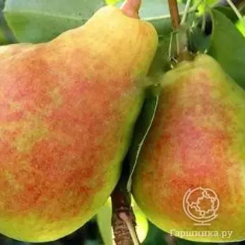 Груша Московская ранняя