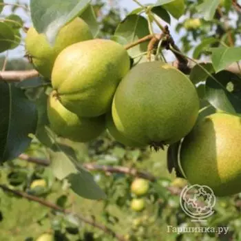 Груша Осенняя Яковлева