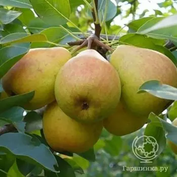 Груша Память Жегалова