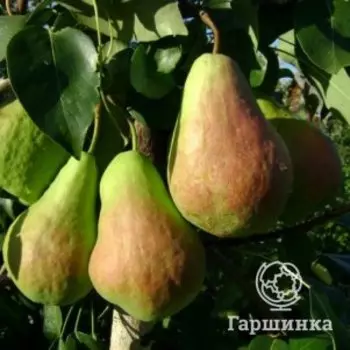 Груша Перун