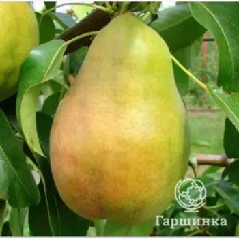 Груша Просто Мария