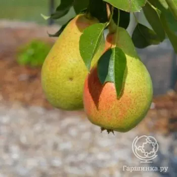 Груша Ранняя