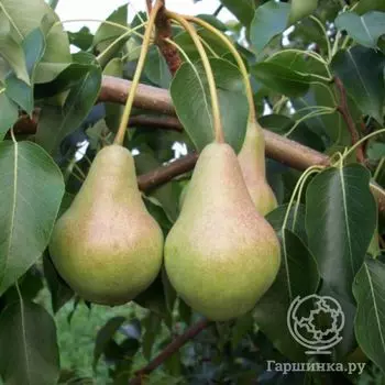 Груша Самарская