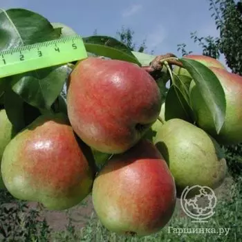 Груша Северянка Краснощекая