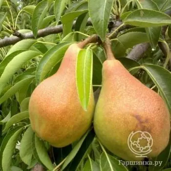 Груша Тонковетка Уральская