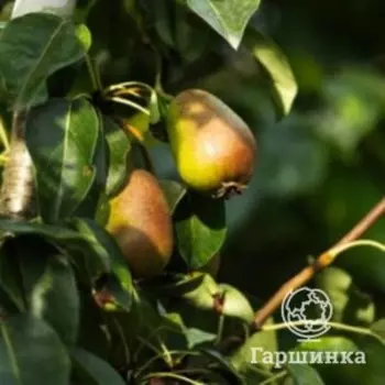 Груша Видная