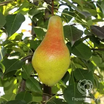 Груша Яковлевская
