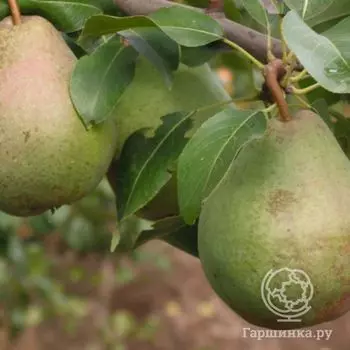 Груша Зимняя