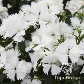 Гвоздика Диана Вайт китайская
