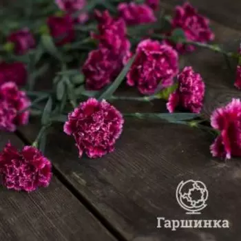 Гвоздика Пепл Веддинг