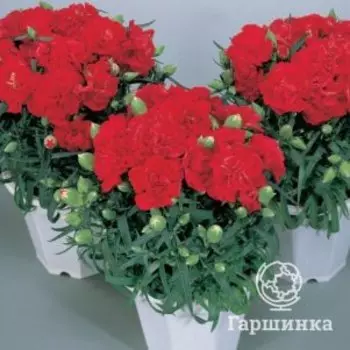 Гвоздика Лиллипот Скарлет садовая