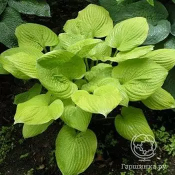 Хоста Банана Кид (M)