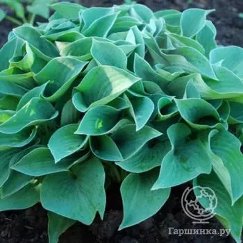 Хоста Блу Кадет