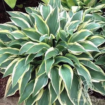 Хоста Бобкет (SM)