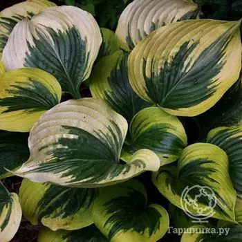 Хоста Бродвей (M)