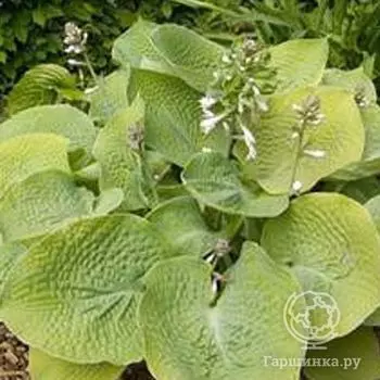 Хоста Голден Медальон (M)