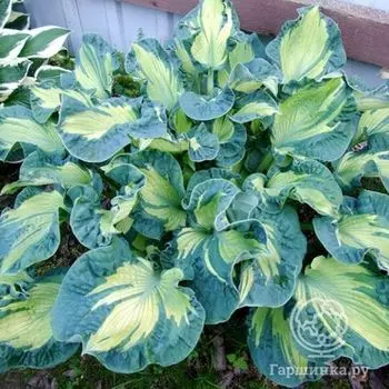 Хоста Голден Медоуз (ML)