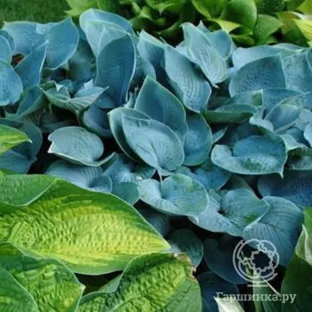 Хоста Хедспен Блу (SM)