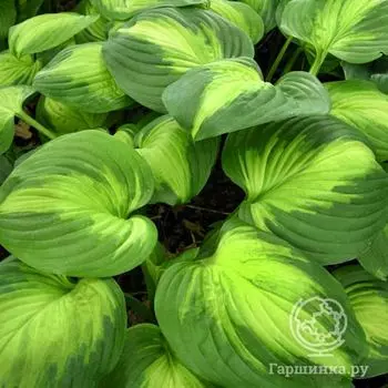Хоста Энчиладас (L)