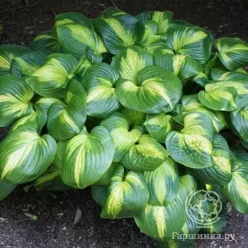 Хоста Кафедрал Уиндоуз (L)