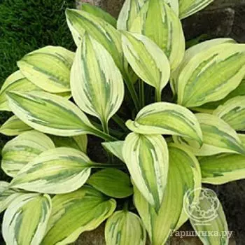 Хоста Капитанс Адвенчер (ML)