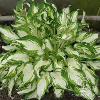 Хоста Киви Сперминт (М)