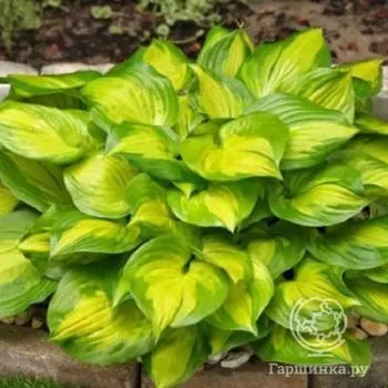 Хоста Лейксайд Банана Бей (M)