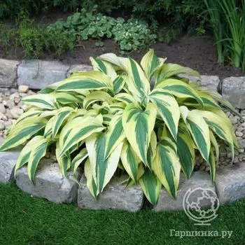 Хоста Лейксайд Драгонфлай (M)