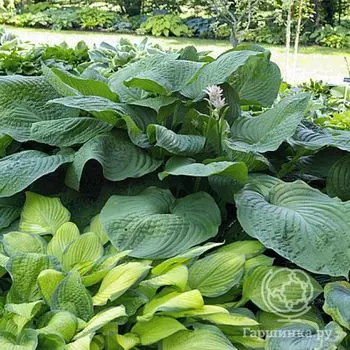 Хоста Лейксайд Маверик (XL)