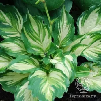 Хоста Лейксайд Пейсли Принт (M)