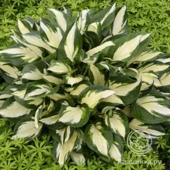 Хоста Лоялист (SM)