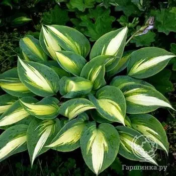 Хоста Маджик Айленд (M)