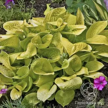 Хоста Мауи Баттеркапс (SM)